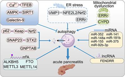 Association between autophagy and acute pancreatitis